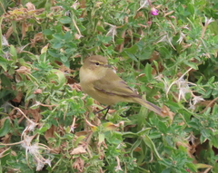 Phylloscopus collybita