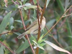Phylloscopus collybita