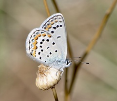 Plebejus melissa