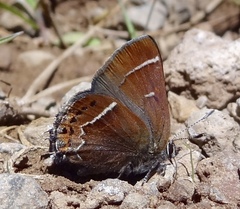 Callophrys spinetorum