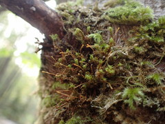 Ulota