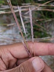 Andropogon cabanisii