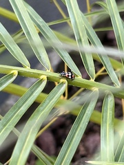Eriopis connexa