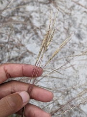 Andropogon cabanisii