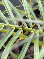 Eriopis connexa