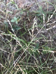 Eragrostis curtipedicellata
