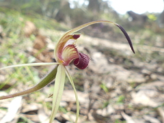 Caladenia australis