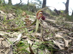 Caladenia australis