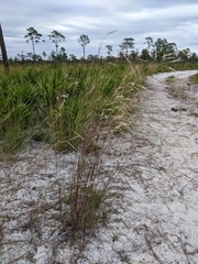 Andropogon cabanisii