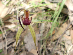 Caladenia australis
