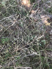 Eragrostis curtipedicellata