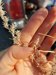 Corispermum villosum