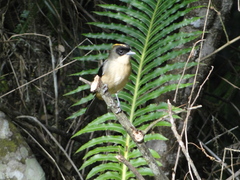 Trichothraupis melanops