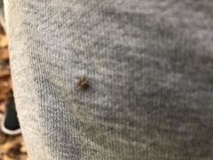 Amblyomma americanum