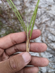 Andropogon cabanisii