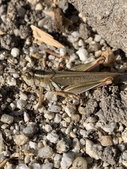 Melanoplus packardii
