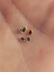 Corispermum villosum