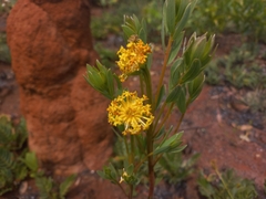 Lasiosiphon kraussianus