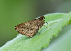 Psoralis stacara