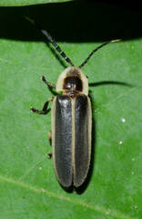 Photinus