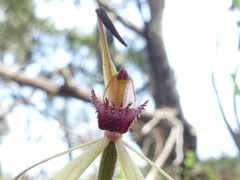 Caladenia australis