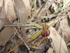 Caladenia australis