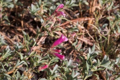 Penstemon newberryi