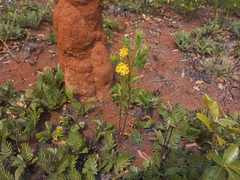 Lasiosiphon kraussianus