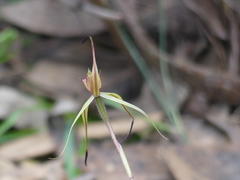 Caladenia australis