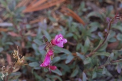 Penstemon newberryi