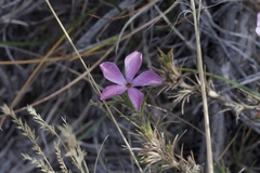 Linanthus pungens