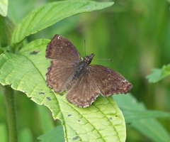 Anisochoria sublimbata