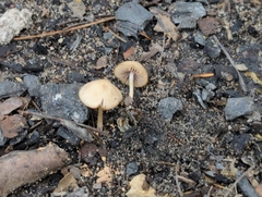 Psathyrella pseudogracilis
