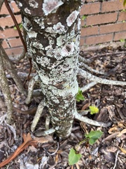 Lecanoromycetidae