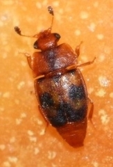Epuraea ocularis