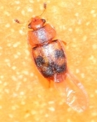 Epuraea ocularis