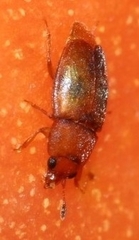 Epuraea ocularis