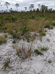 Andropogon brachystachyus