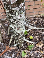 Lecanoromycetidae