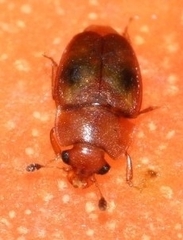 Epuraea ocularis