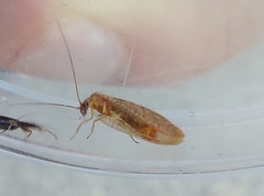 Hemerobius