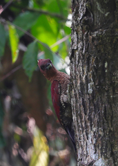 Chrysophlegma miniaceum
