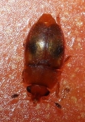 Epuraea ocularis