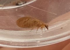 Hemerobius