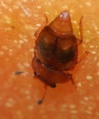 Epuraea ocularis