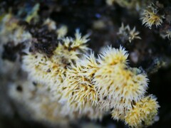 Fungi
