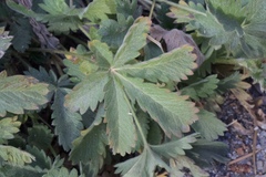 Potentilla gracilis