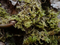 Stereodon subimponens