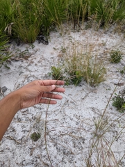 Andropogon brachystachyus