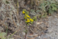 Potentilla gracilis